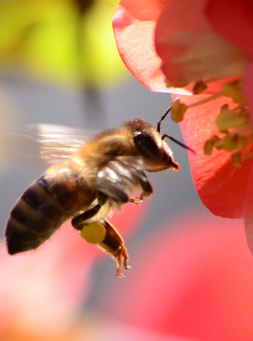 A méhek világnapja: május 20.