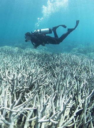 Visszafordíthatatlan a Nagy-Korallzátonyban a globális felmelegedés által okozott kár
