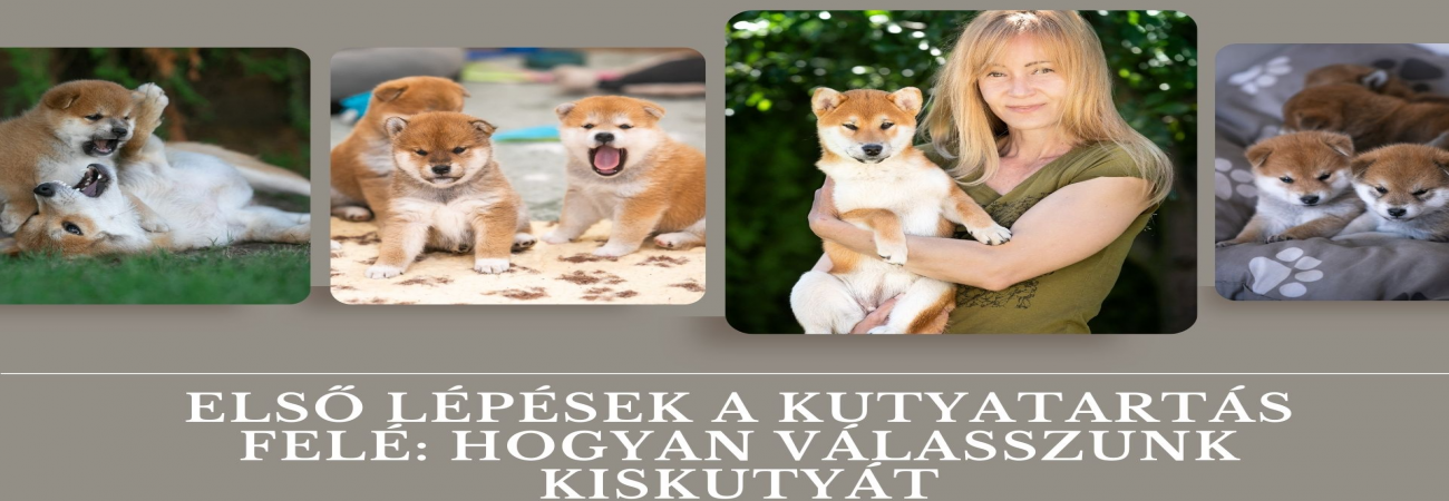 Első lépések a kutyatartás felé: Hogyan válasszunk kiskutyát